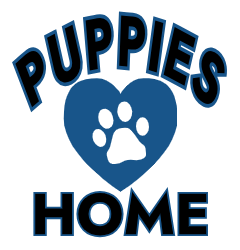 Cute Adorable Puppies Home